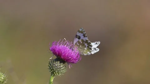 White Butterfly and Hoverfly feeding on a Purple Thistle Flower. Stock Footage 320642416
