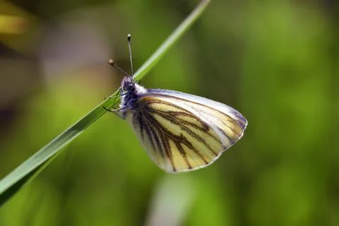 White butterfly and leaf Stock Photos