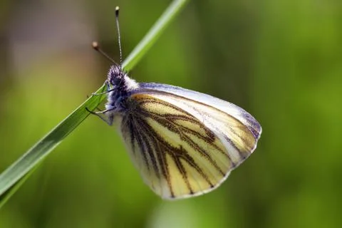 White butterfly and leaf Stock Photos