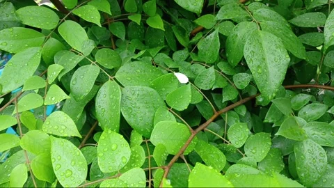 White Butterfly on Bush Stock Footage 297648741
