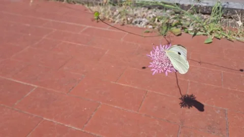 White butterfly casting shadow on red bricks Stock Footage 337483625