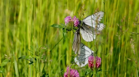White butterfly on clover flowers  - aporia crataegi Stock Footage