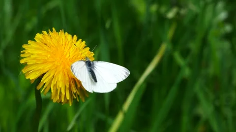 A white butterfly on a dandelion eats nectar. Video stock 241576804