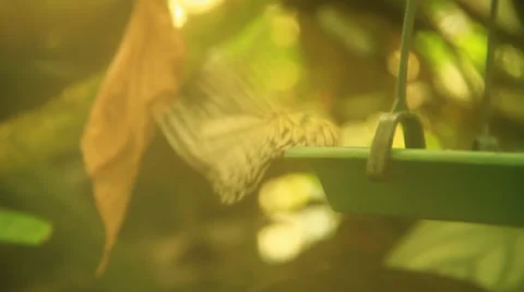 White Butterfly Drinking Water Using Proboscis Stock Footage 38716099