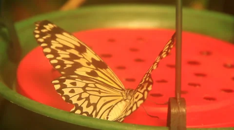 White Butterfly Drinking Water Using Proboscis Video stock 38716309
