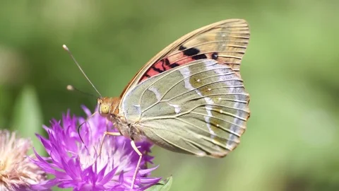 White butterfly drinks nectar from a pink flower on a spring field Stock Footage 91509386