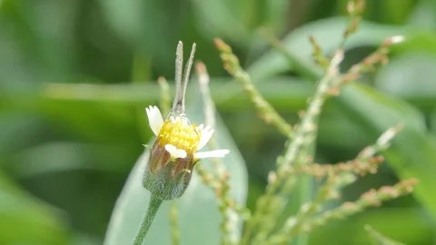 White butterfly eating nectar of pollen. Stock Footage 111569507