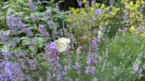 A white butterfly eats pollen on the stem of a purple blue lavender flower Stock Photos