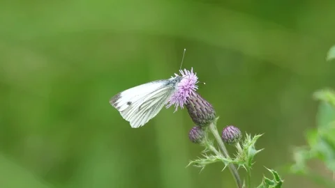 White Butterfly Feeding Video stock 125102198