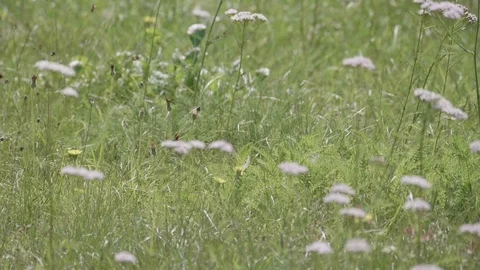 White Butterfly Flies Between Two Flowers in Slow motion. Stock Footage 83240106
