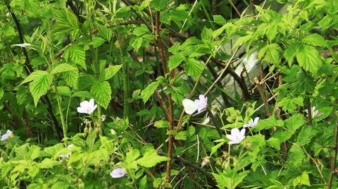 White Butterfly Flies on Flowers Stock Footage 56193053