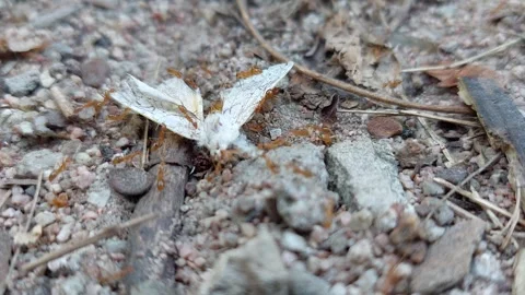 White butterfly flies to the limit Stockbeeldmateriaal 260386522