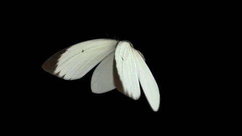 White Butterfly Flight Stock Footage 100533403