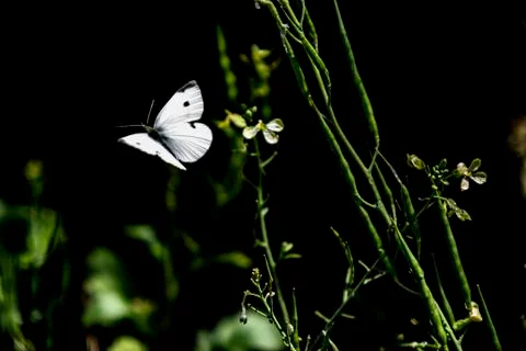 White butterfly in flight Stock Photos