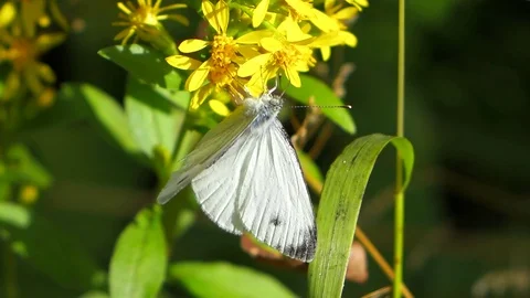 White Butterfly on a Flower Stock Footage 102520541