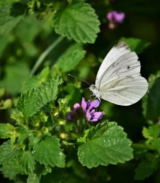 White butterfly on a flower Stock Photos