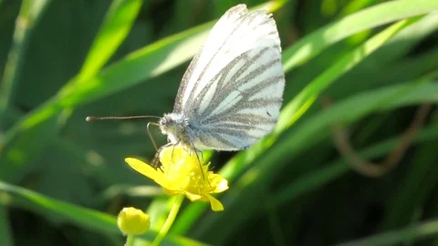 White Butterfly on Flowers Stock Footage 102744745