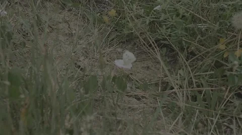 White Butterfly Fluttering Stock Footage 51717604