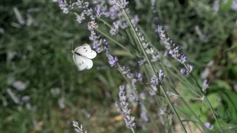 White butterfly flying in a field close up slow motion shot Stock Footage 95937675