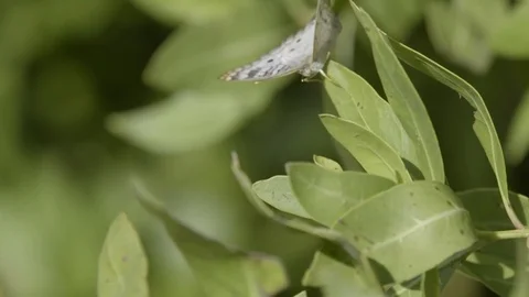 White butterfly flying off from the green leaf Stock Footage 77809607