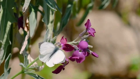 White butterfly flying over spring violet flower,nature insect animals wildlife Stock Footage 150405964