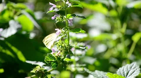 White butterfly Stock Footage 8851898