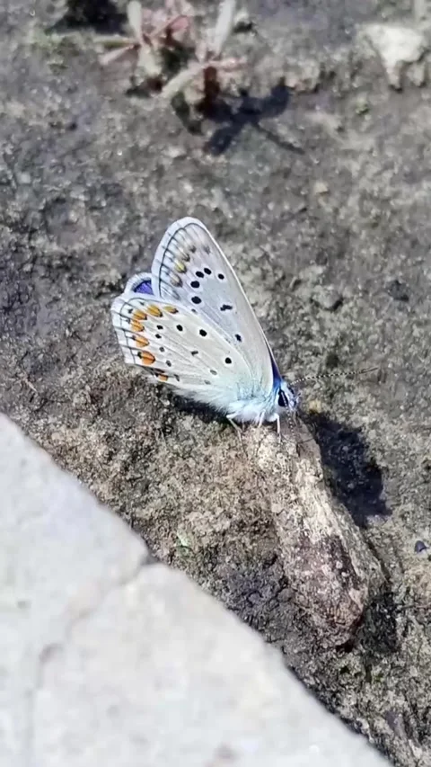 White butterfly Stock Footage 313653570