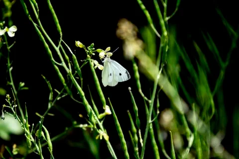 White butterfly in grass Stock Photos