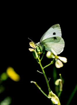 White butterfly on grass Stock Photos