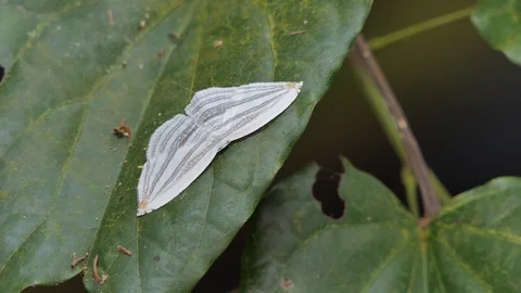 White butterfly on green leaf. Stock Footage 119984325