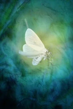 White butterfly Stock Illustration