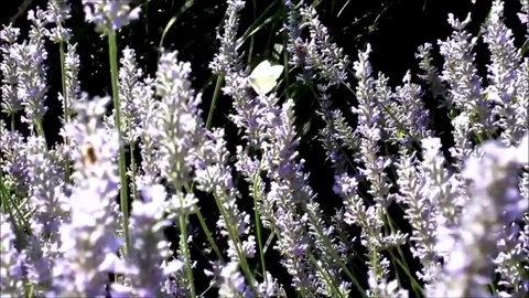 White butterfly on lavender, closeup Stock Footage