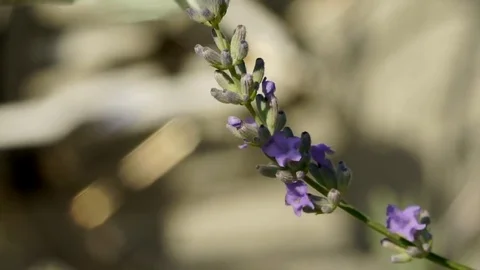 White butterfly on lavender flower Stock Footage 80960602