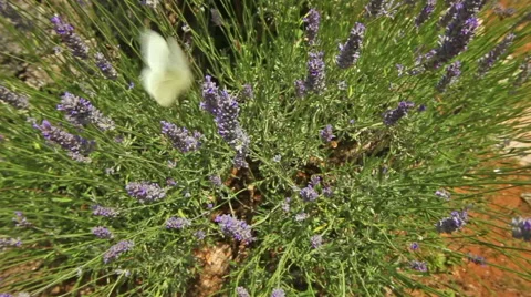 White butterfly on lavender Stock Footage 51109475