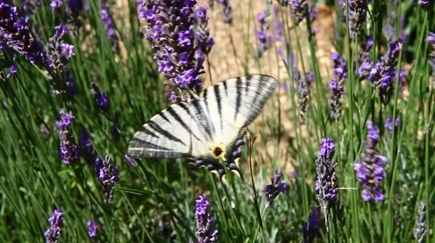 White butterfly on lavender 動画素材 53502164