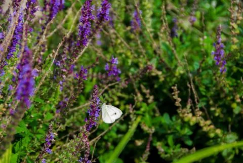 White Butterfly On Lavender Stock Photos