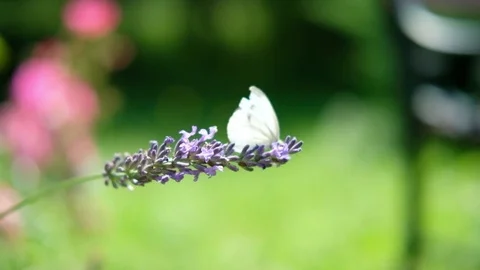 White butterfly on lavender taking off Stock Footage