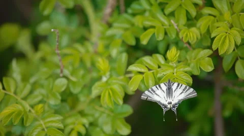 A white butterfly on a leaf Stock Footage 64542145