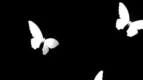 White butterfly matte Stock Footage 94936123