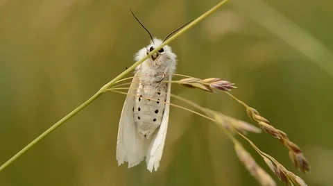 White butterfly moth clinging to grass 動画素材 45709333