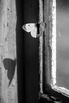 White butterfly on old window frame casting a heart shaped shadow Stock Photos