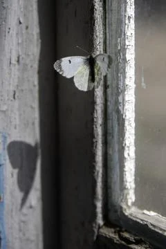 White butterfly on old window frame casting a heart shaped shadow Stock-Fotos