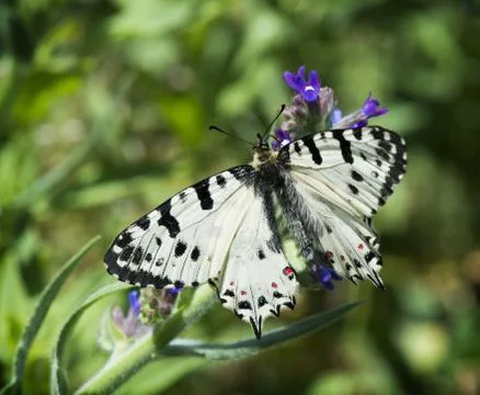 White butterfly with patterns Stock Photos