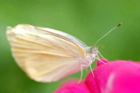 White butterfly Foto stock