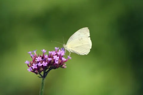 White butterfly Stock Photos