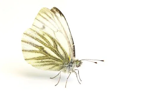 White butterfly Stock Photos