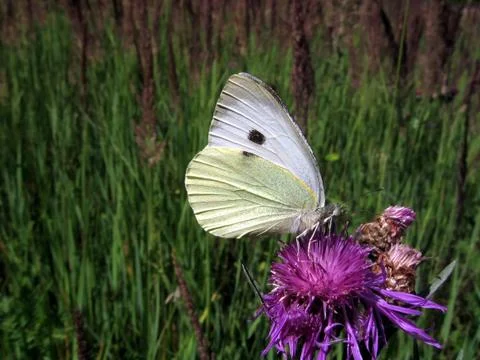 White butterfly Stock Photos