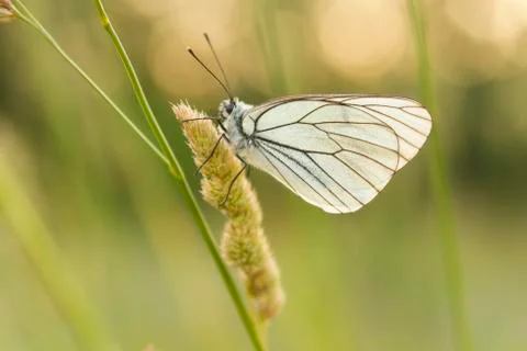 White butterfly Stock Photos