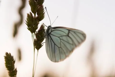 White butterfly Stock Photos