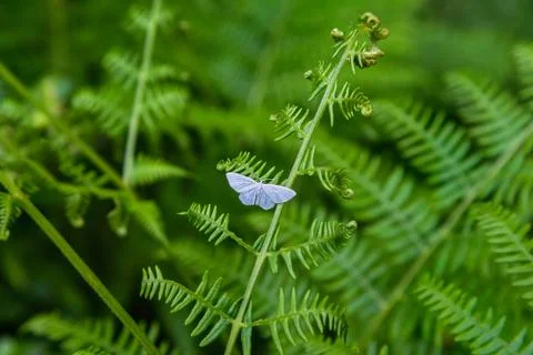 White butterfly Stock Photos